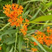 Asclepias Flower seeds for Planting Drought Tolerant Heirloom & GMO Free Seeds for Home Garden