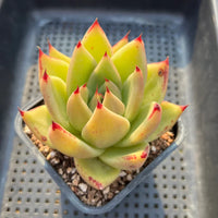 Yellow Green Succulent Flower seeds for Planting Drought Tolerant Heirloom & GMO Free Seeds for Home Garden