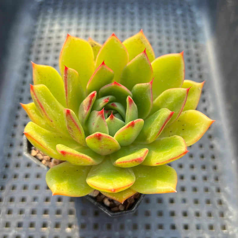 Yellow Green Succulent Flower seeds for Planting Drought Tolerant Heirloom & GMO Free Seeds for Home Garden