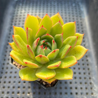 Yellow Green Succulent Flower seeds for Planting Drought Tolerant Heirloom & GMO Free Seeds for Home Garden