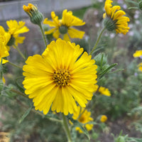 Spring Madia Flower seeds for Planting Low Maintenance Heirloom & GMO Free Seeds for Home Garden