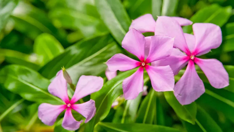 Periwinkle Vinca Flower seeds for Planting Sun Loving Heirloom & GMO Free Seeds for Home Garden