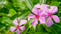 Periwinkle Vinca Flower seeds for Planting Sun Loving Heirloom & GMO Free Seeds for Home Garden