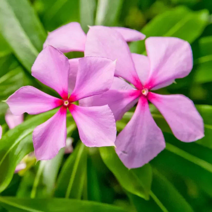 Pink Periwinkle Flower seeds for Planting Premium Quality Heirloom & GMO Free Seeds for Home Garden 
 
 Sale