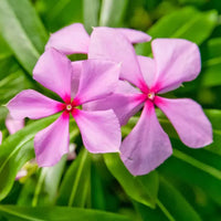 Pink Periwinkle Flower seeds for Planting Premium Quality Heirloom & GMO Free Seeds for Home Garden 
 
 Sale