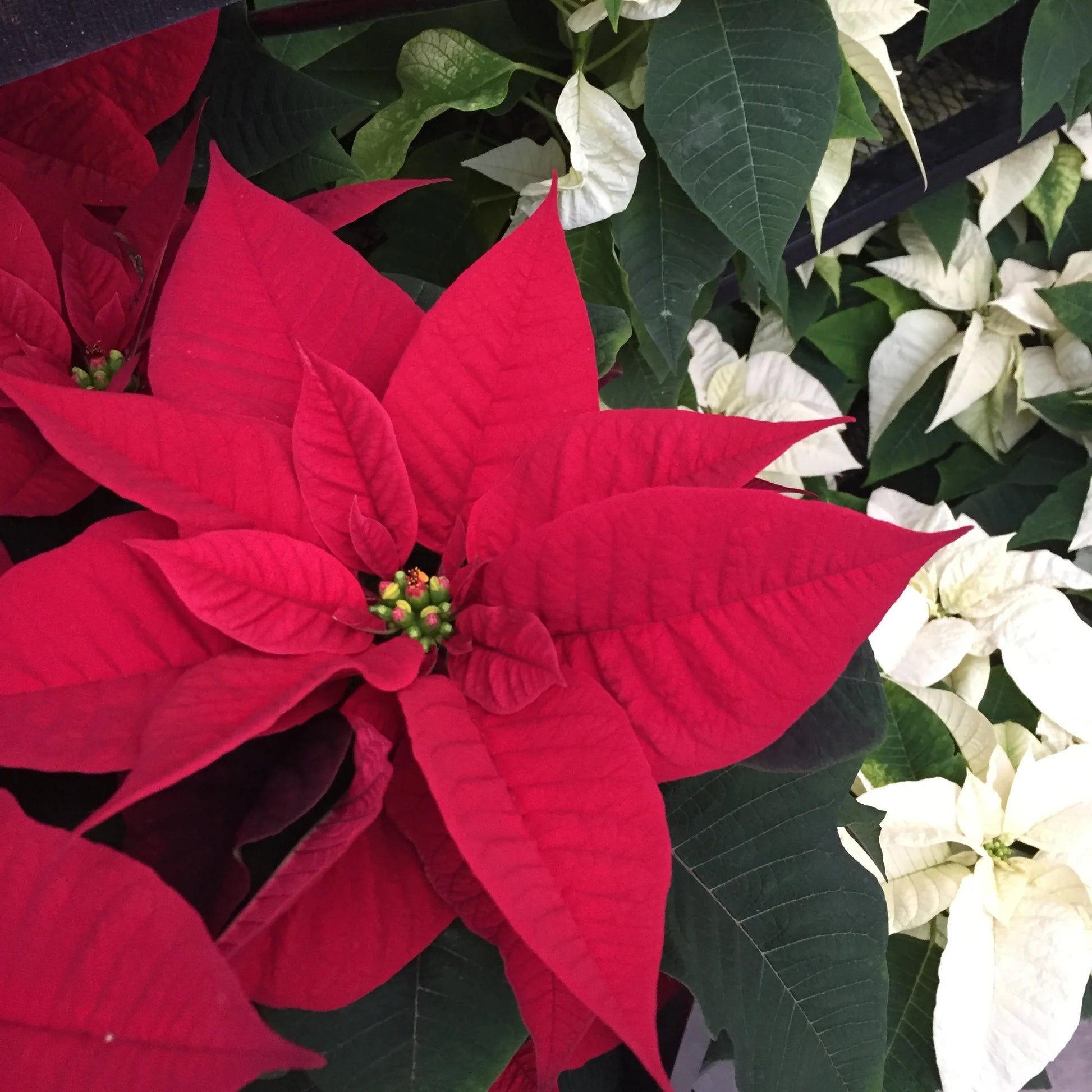 Poinsettia Flower seeds for Planting, Low Maintenance Heirloom & GMO Free Seeds for Home Garden