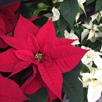 Poinsettia Flower seeds for Planting, Low Maintenance Heirloom & GMO Free Seeds for Home Garden