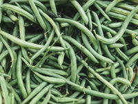 Mixed Pinto Bean Seeds for Garden Planting