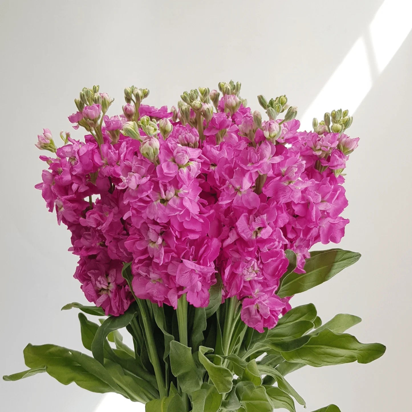 Pink Matthiola Flower Seeds for Garden Fragrant Blossoms Heirloom & GMO Free Seeds for Home Garden
 
 Sale