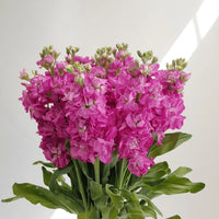 Pink Matthiola Flower Seeds for Garden Fragrant Blossoms Heirloom & GMO Free Seeds for Home Garden
 
 Sale