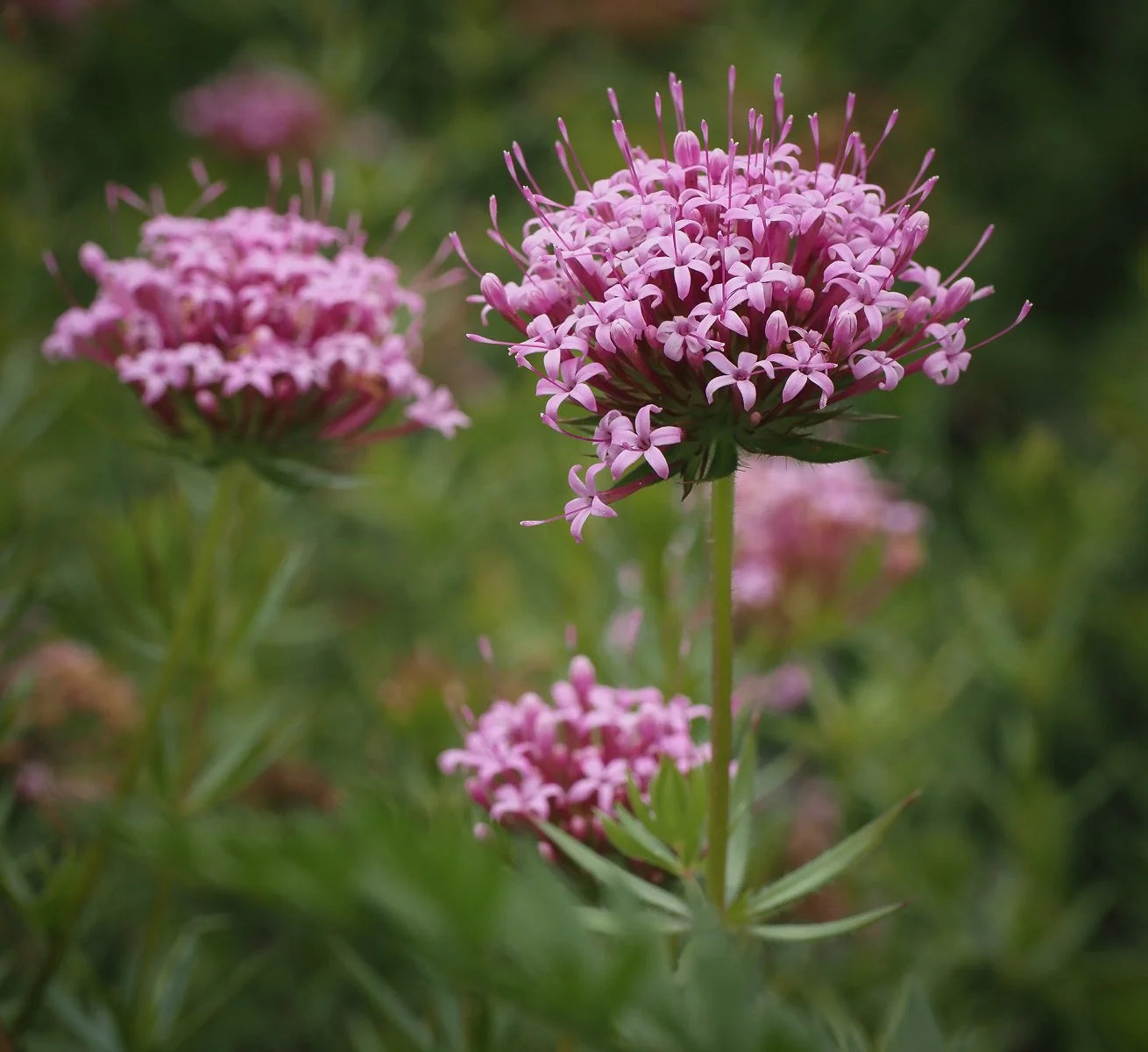 Pink Crossworts Flower seeds for Planting Low Maintenance Heirloom & GMO Free Seeds for Home Garden  Sale