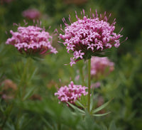 Pink Crossworts Flower seeds for Planting Low Maintenance Heirloom & GMO Free Seeds for Home Garden  Sale