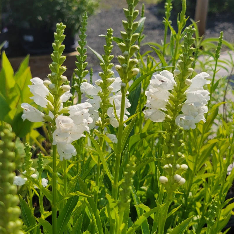 White Physostegia Flower seeds for Planting Premium Quality Heirloom & GMO Free Seeds for Home Garden 
 
 Sale