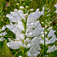 White Physostegia Flower seeds for Planting Premium Quality Heirloom & GMO Free Seeds for Home Garden 
 
 Sale