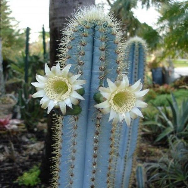 Blue Pilosocereus Flower seeds for Planting - Drought Tolerant, Heirloom & GMO Free Seeds for Home Garden