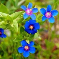 Blue Pimpernel (Anagallis) Flower Seeds for Planting