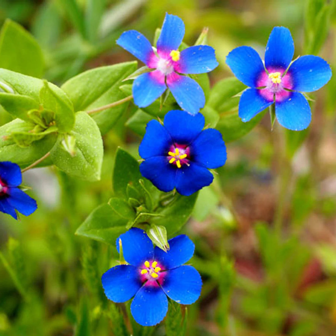 Blue Pimpernel Flower Seeds for Planting  Easy to Grow Annual Blooms