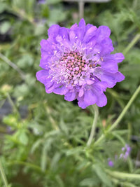 Scabiosa Flower seeds for Planting Perfect for Borders Heirloom & GMO Free Seeds for Home Garden