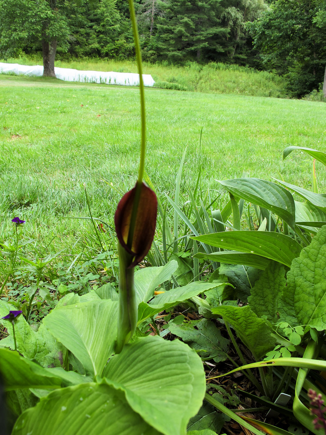 Pinellia Flower seeds for Planting Pollinator Friendly Heirloom & GMO Free Seeds for Home Garden