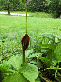 Pinellia Flower seeds for Planting Pollinator Friendly Heirloom & GMO Free Seeds for Home Garden