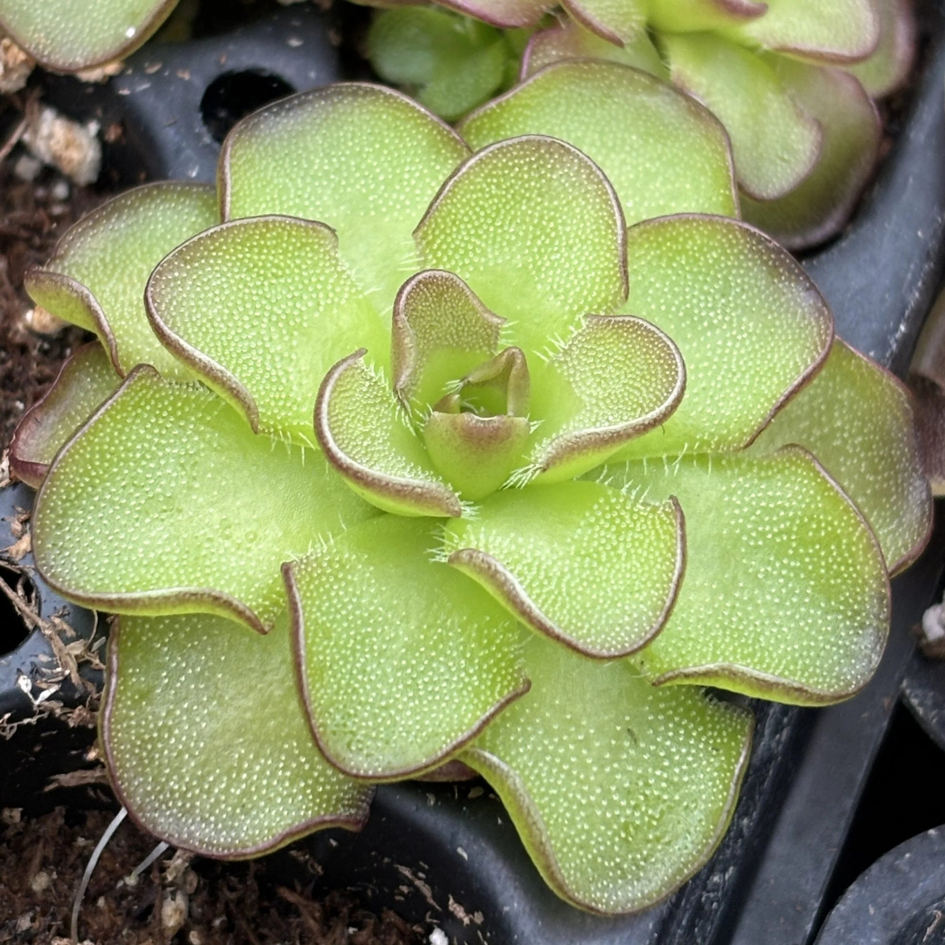 Butterwort Carnivorous Flower seeds for Planting Easy to Grow Heirloom & GMO Free Seeds for Home Garden 
 
 Sale