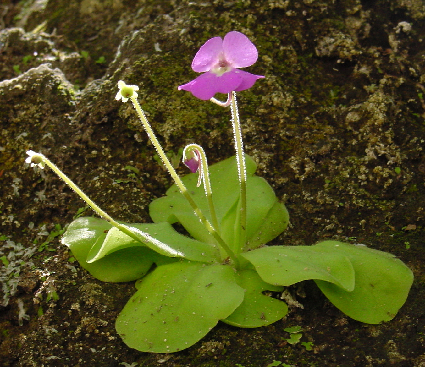 Butterwort Flower seeds for Planting - Easy to Grow, Heirloom & GMO Free Seeds for Home Garden