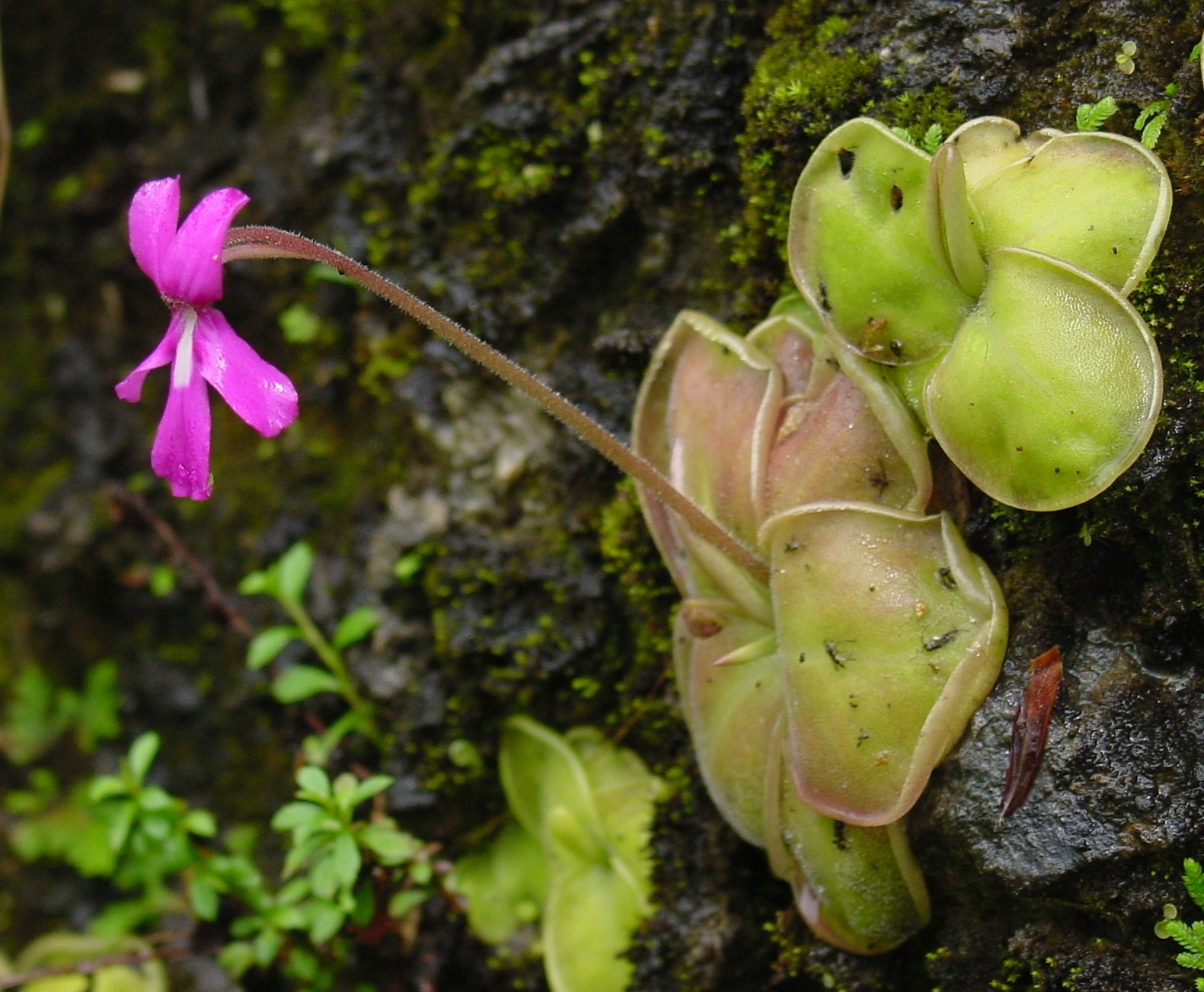 Mexican Butterwort Carnivorous Flower seeds for Planting - Hardy Variety, Heirloom & GMO Free Seeds for Home Garden
