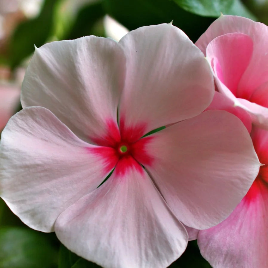 Vinca Flower seeds for Planting Premium Quality Heirloom & GMO Free Seeds for Home Garden