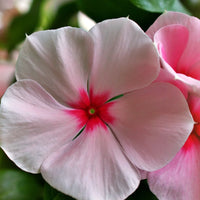 Vinca Flower seeds for Planting Premium Quality Heirloom & GMO Free Seeds for Home Garden