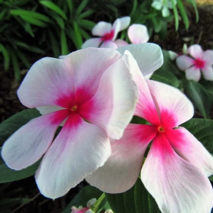 Pink Vinca Flower seeds for Planting - Fragrant Blossoms, Heirloom & GMO Free Seeds for Home Garden