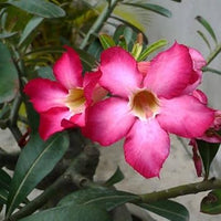 High germination Adenium Obesum seeds