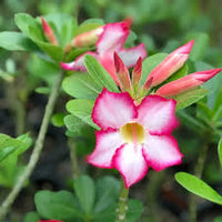 Non-GMO Pink Adenium Obesum seeds