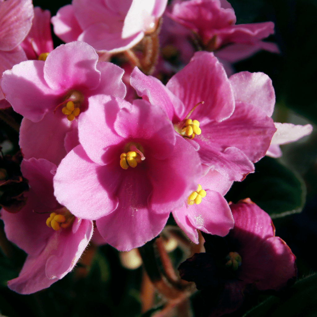 Pink & White Saintpaulia Flower seeds for Planting - Drought Tolerant, Heirloom & GMO Free Seeds for Home Garden