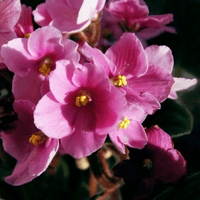 Pink & White Saintpaulia Flower seeds for Planting - Drought Tolerant, Heirloom & GMO Free Seeds for Home Garden