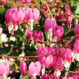 Bleeding Heart Flower seeds for Planting Cut Flower Favorite Heirloom & GMO Free Seeds for Home Garden
