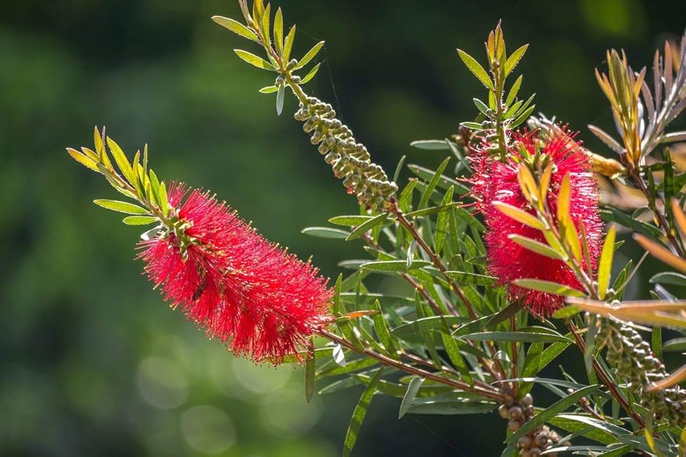 Non GMO Pink Bottle Brush flower seeds