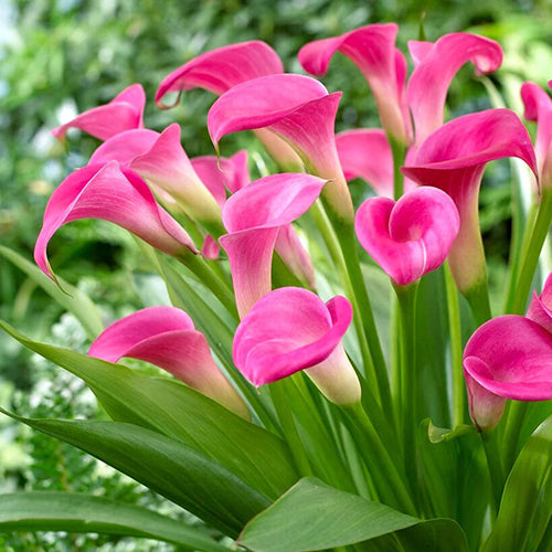Dark Pink Calla Flower Seeds for Planting Premium Quality Heirloom & GMO Free Seeds for Home Garden
 
 Sale