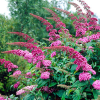 Pink Butterfly Bush Flower seeds for Planting - Low Maintenance, Heirloom & GMO Free Seeds for Home Garden