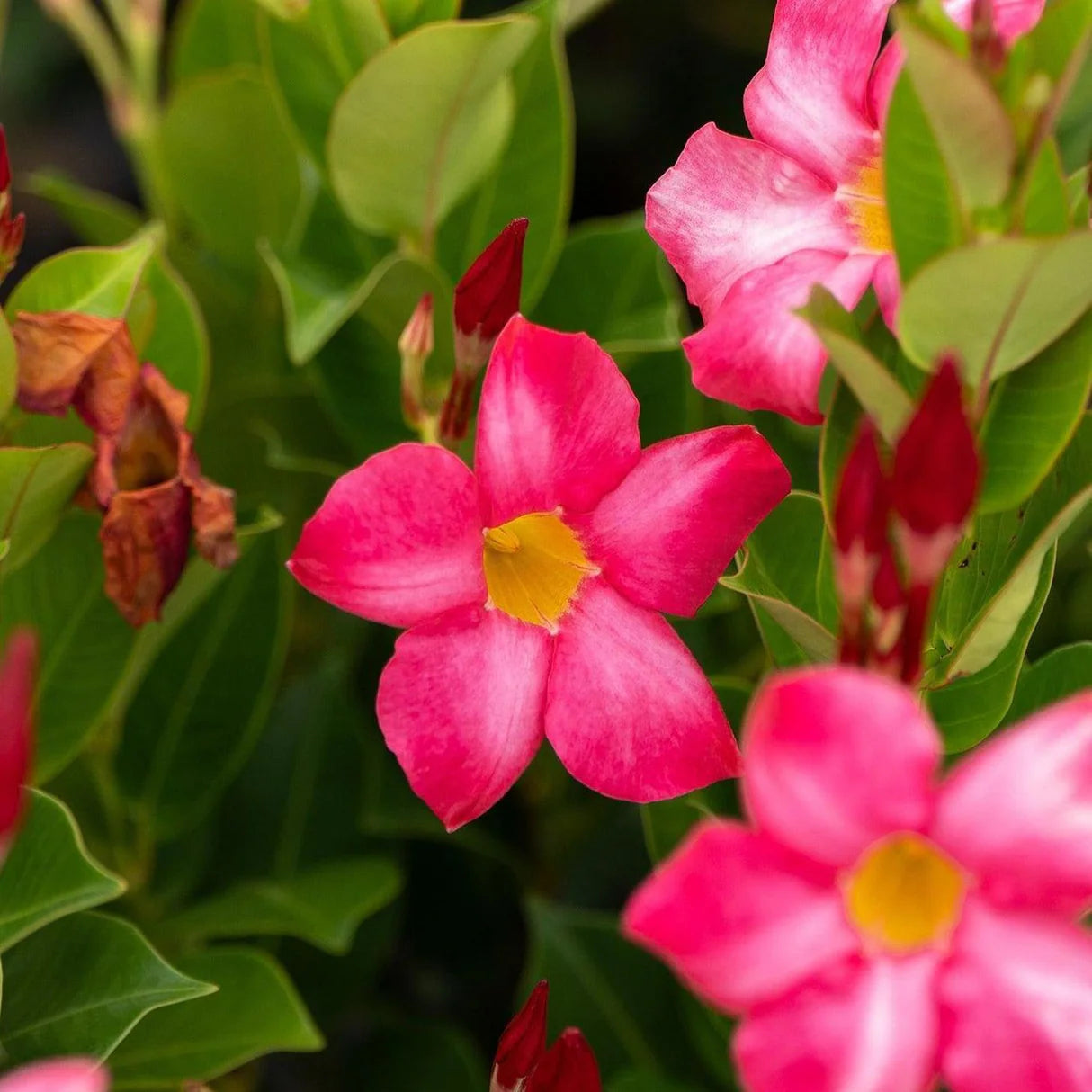 Sanderi Flower Planting Seeds Pink White