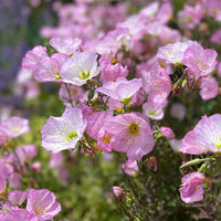 Light Pink Primrose Flower seeds for Planting Sun Loving Heirloom & GMO Free Seeds for Home Garden 
 
 Sale