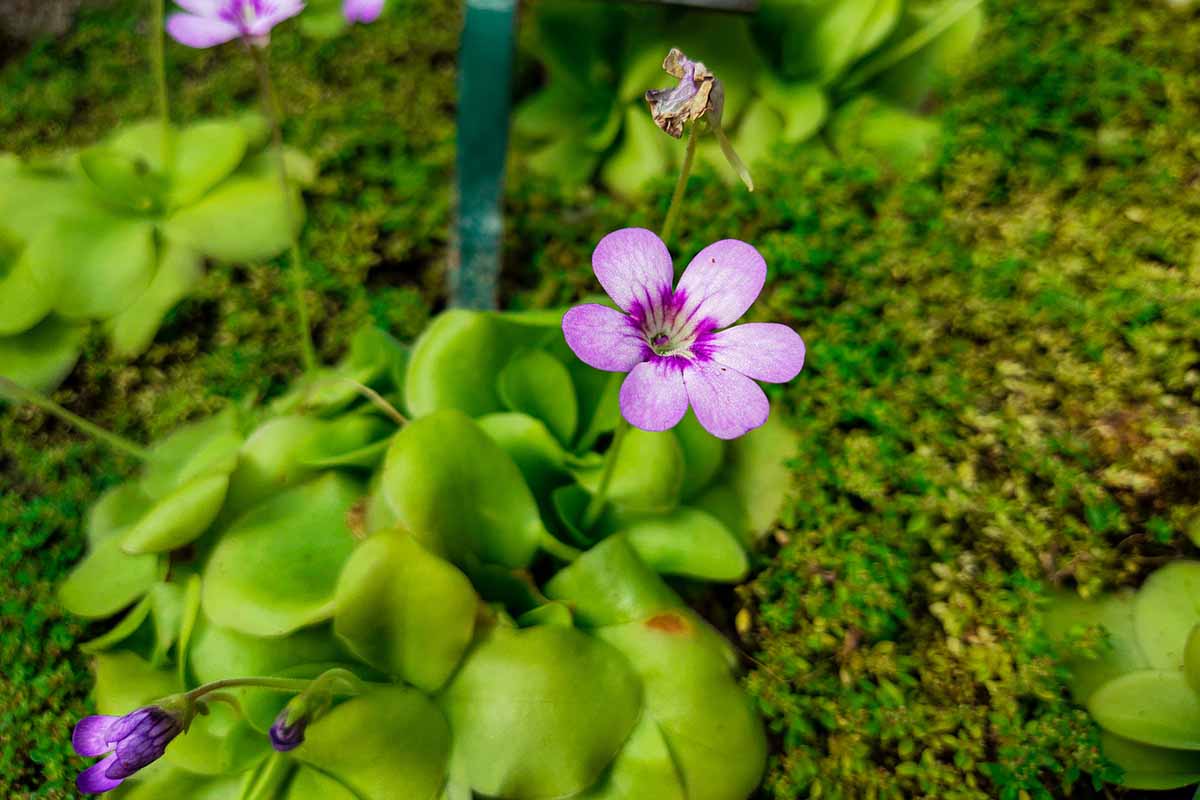 Butterwort Carnivorous Flower seeds for Planting Easy to Grow Heirloom & GMO Free Seeds for Home Garden 
 
 Sale