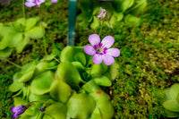 Butterwort Carnivorous Flower seeds for Planting Easy to Grow Heirloom & GMO Free Seeds for Home Garden 
 
 Sale