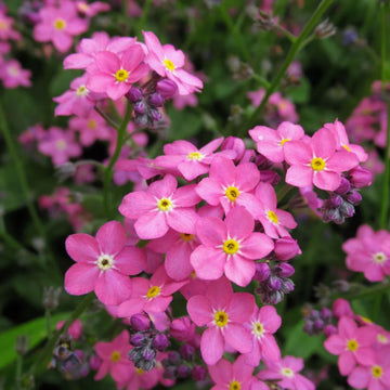 Pink Myosotis Flower seeds for Planting - Pollinator Friendly, Heirloom & GMO Free Seeds for Home Garden
