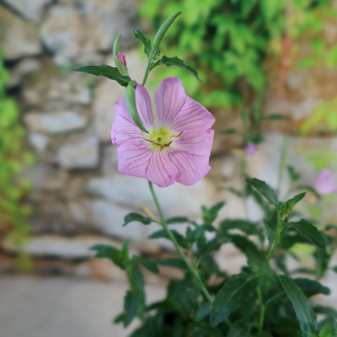 Pink Primrose Flower seeds for Planting - Bright Blooms, Heirloom & GMO Free Seeds for Home Garden