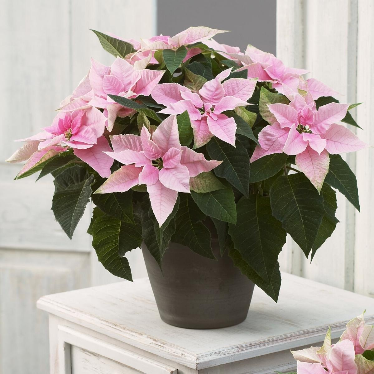 Pink Poinsettia Flower seeds for Planting - Low Maintenance, Heirloom & GMO Free Seeds for Home Garden