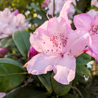 Rhododendron Flower seeds for Planting Garden Favorite Heirloom & GMO Free Seeds for Home Garden