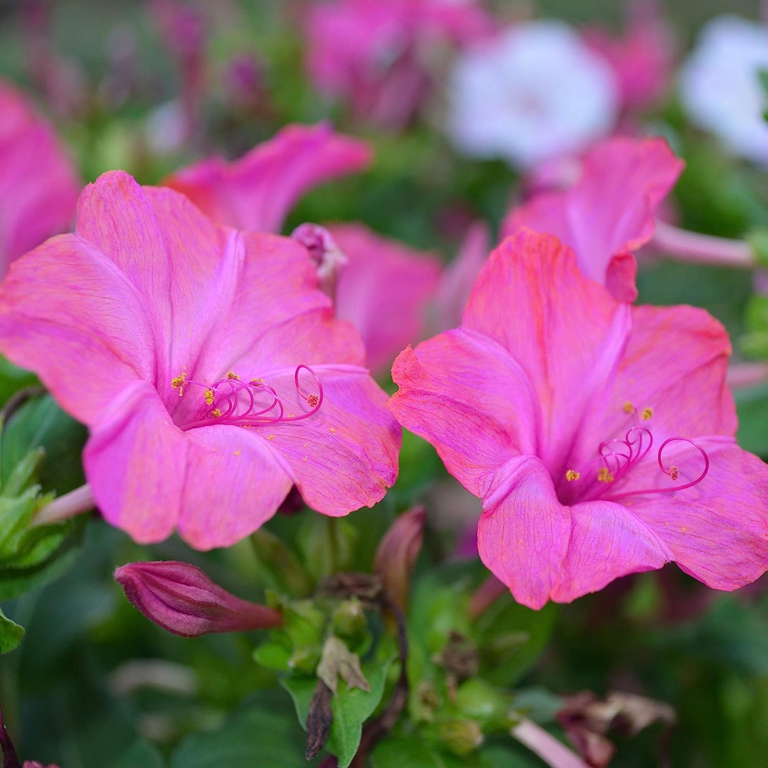 Non GMO Pink White Mirabilis seeds