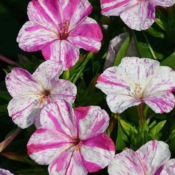 Pink White Mirabilis seeds for planting