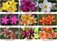 Non-GMO Pink Yellow Egg Flower seeds