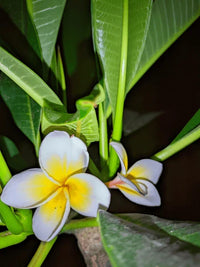 Ornamental Pink Yellow Egg flowering plant